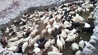 Sheep goat on mpuntain