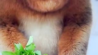 Cute monkey