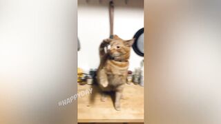 СМЕШНЫЕ КОШКИ 2023