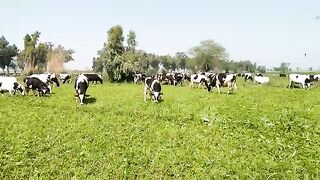 Cow farming