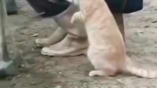 Funny animals - Funny cat - Funny animal videos