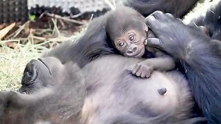 monkey and kid