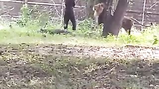 lion and man