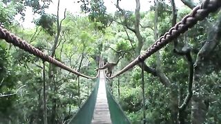 great monkey