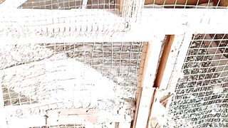 Finches