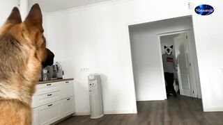 German Shepherd Pranked By Cat Mask! Video 2023