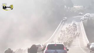 مواجهات مخيفة صورتها الكاميرات لحيوانات فقدت السيطرة