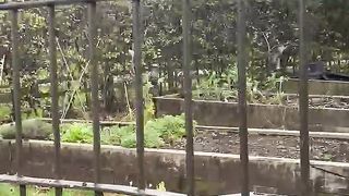 Parrots in park