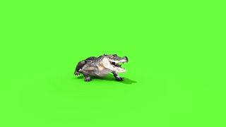 Green Screen Alligator Crocodile HD Footage