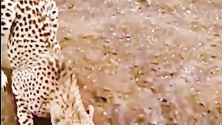 Animal