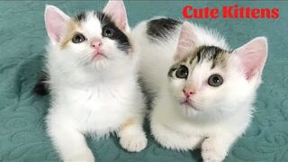 Cute Kittens - Funny and Cute Cat Videos Compilation 2023 #11