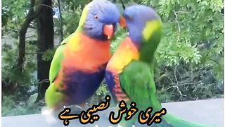 Panjabi vilog dasi mahol