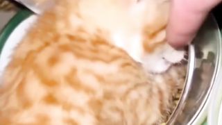 Cute Little Cat | Funny Video | Funny Kitten Eating