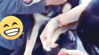 Funny animals compilations 1#