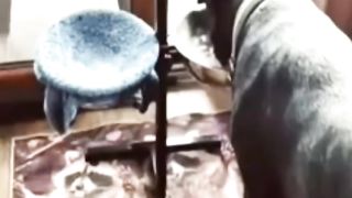Funniest Videos 2023  Funny Cats  and Dogs