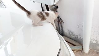 Funny kitten on the car