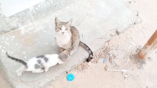 Funny cats video Febspot