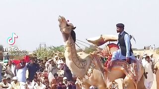 Camel dance