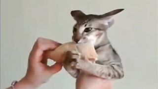 I LAUGHED TO TEARS / FUNNY ANIMALS / CATS, DOGS AND OTHER / jokes with animals