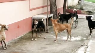 STREET DOG FIGHT || DOG FIGHT VIDEO ,DOGS BARKING