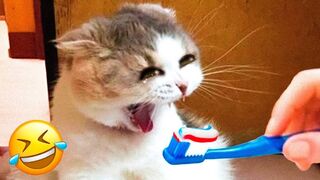 Funniest Dogs And Cats Videos  - Best Funny Animal Videos 2023