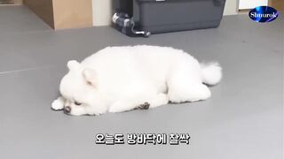 I bought a dog bed and the dog became a video 2023