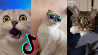 MEILLEURE COMPILATION DE MÈMES DANK CAT DE 2020 PART 10 (de Tik Tok)