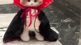 Beautiful kitten ????????????
