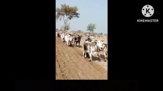 Kisan ka sunehri dour