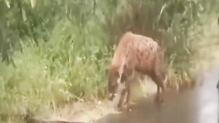 Animal vidio