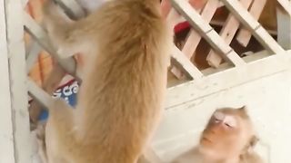 How animal life