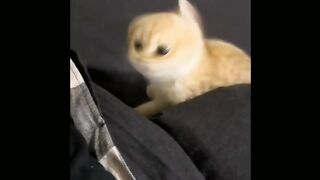 The cutest kittens in the world!  Videos of funny cats and kittens for a good mood!  2023