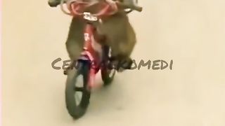 Mulai mulai muncul..