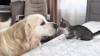Golden Retriever Meets Funny Kittens