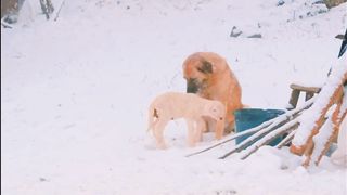 lamb and bloodthirsty dog