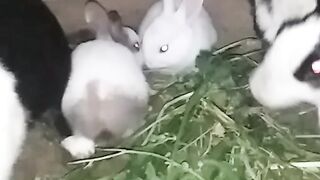 Rabbit amazing video