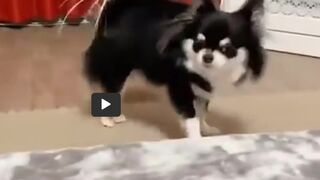 Funny Puppy Playing Wild