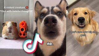 CUTEST Animals from TIKTOK that will MAKE YOUR DAY...