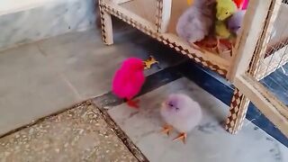 Beautiful chicks just "BORN" murgi hen small birds for kids