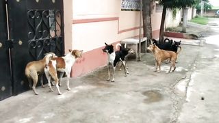 Dog Vs dog fighting scenes video 2023,