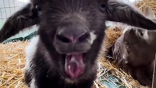 young animals sounds nice video #animals