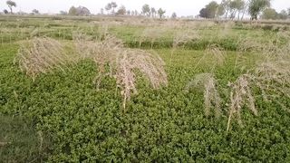 Natural Greenery