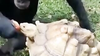 O amor dos animais