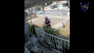 Dogs Chasing & Attack. Funny & scary moments