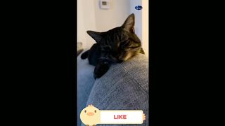 Let's be friends!  Videos of funny cats and dogs for a good mood!  Video 2023