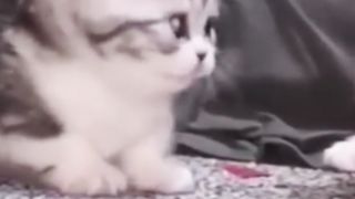 funny cats video