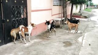 DOGS VS DOGS FIGHT VIDEO 2023,