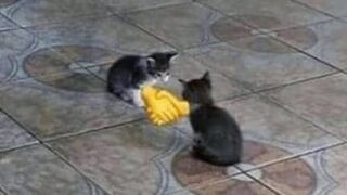 CAT MEMES COMPILATION