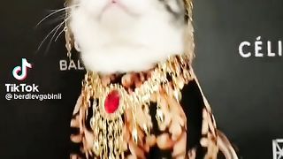 Cute cat