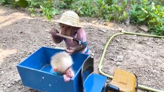 Monkey New funniest comedian video 2023,